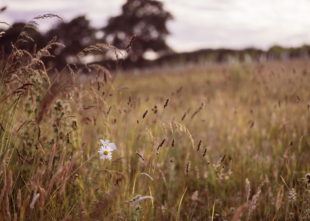 Meadow Image