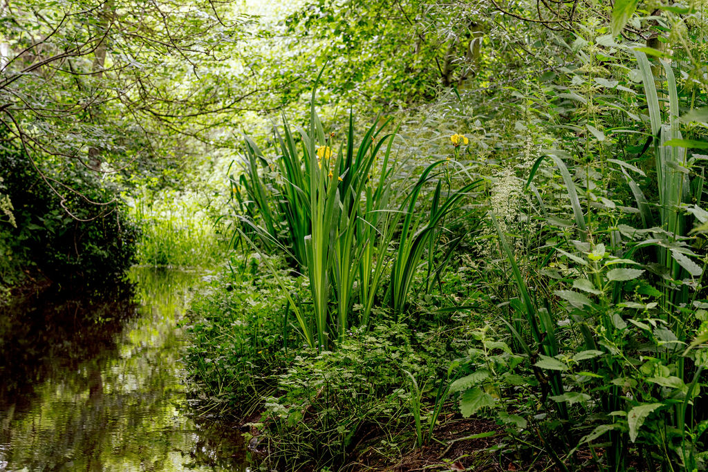 Brook Image